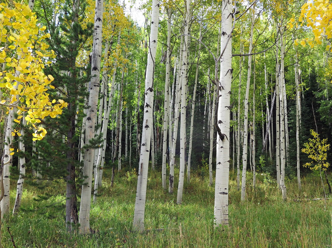 Glen Eden Resort主图