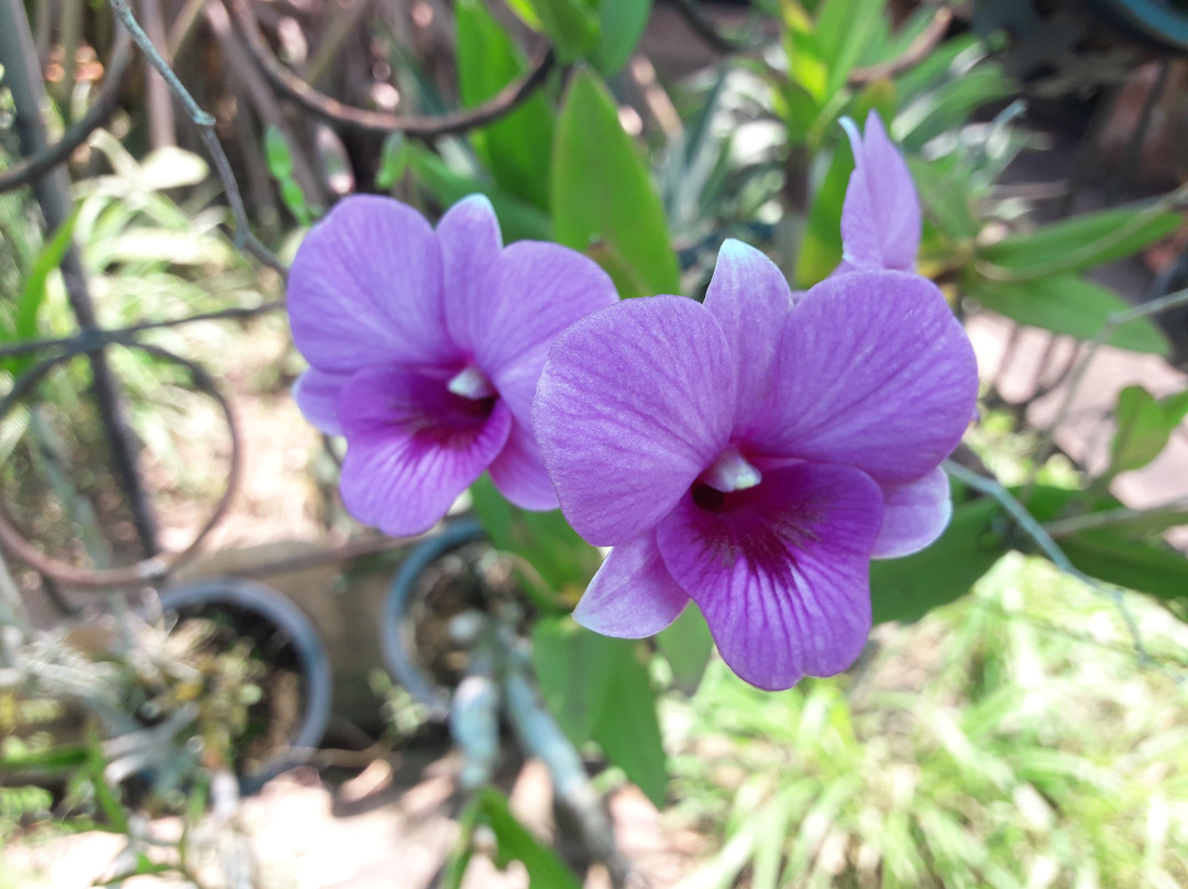 Udon Sunshine Fragrant Orchid Farm景点图片