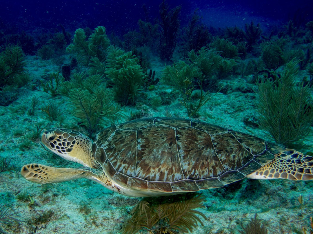 Molasses Reef-拉哥岛必去景点