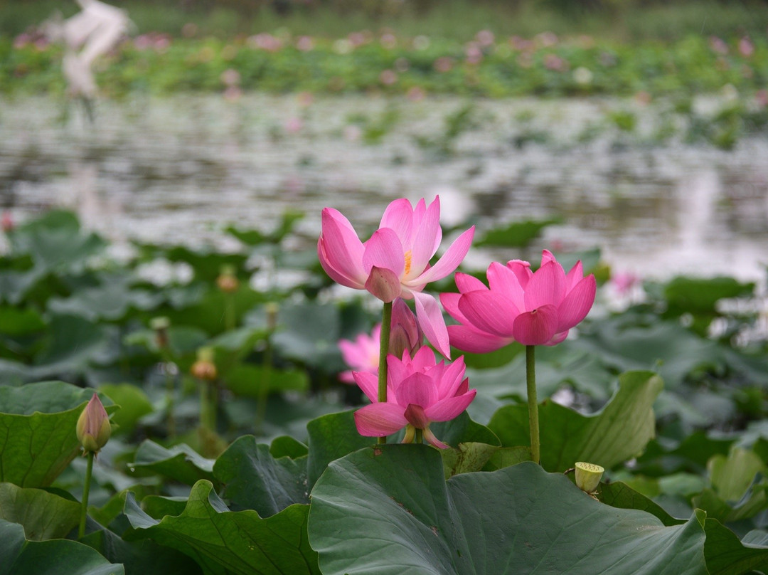 崇明长兴岛-崇明县必去景点