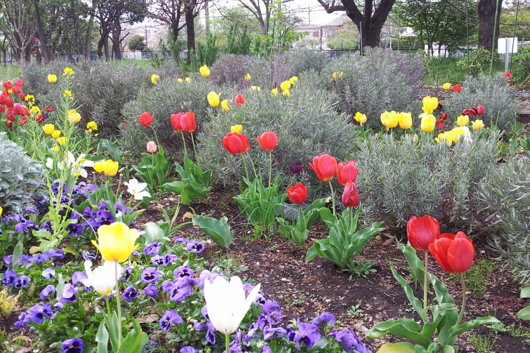 Higashimurayama Central Park-东村山市必去景点