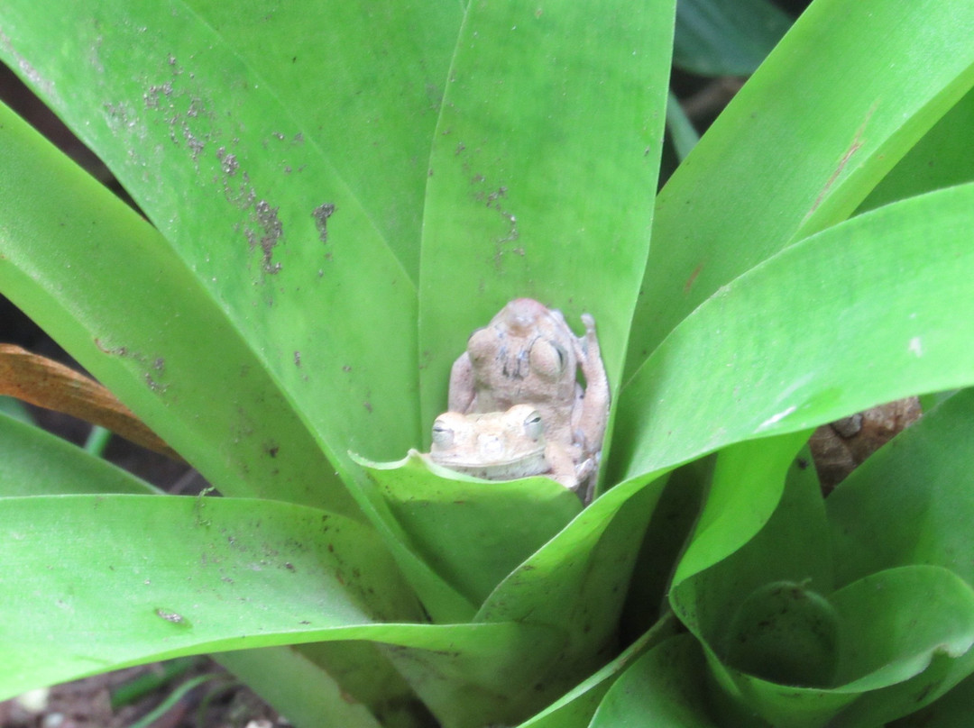 Mariposario Butterfly Garden景点图片