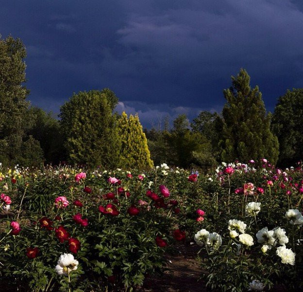 Brooks Gardens Peonies-Brooks必去景点