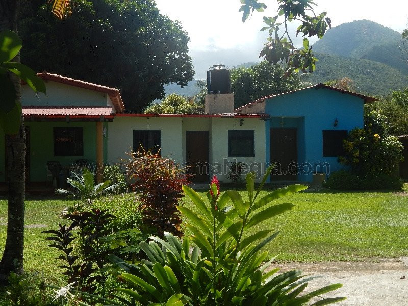 Cachama Negra Choroní