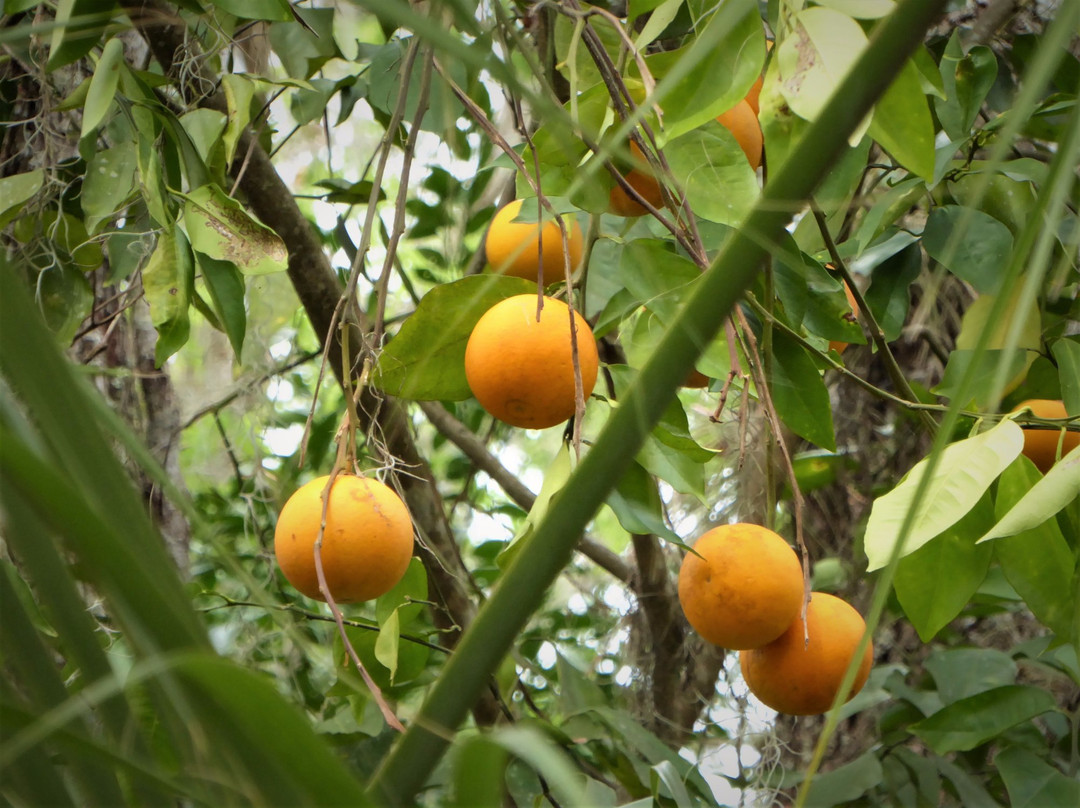 Lake Jesup Conservation Area-Oviedo必去景点