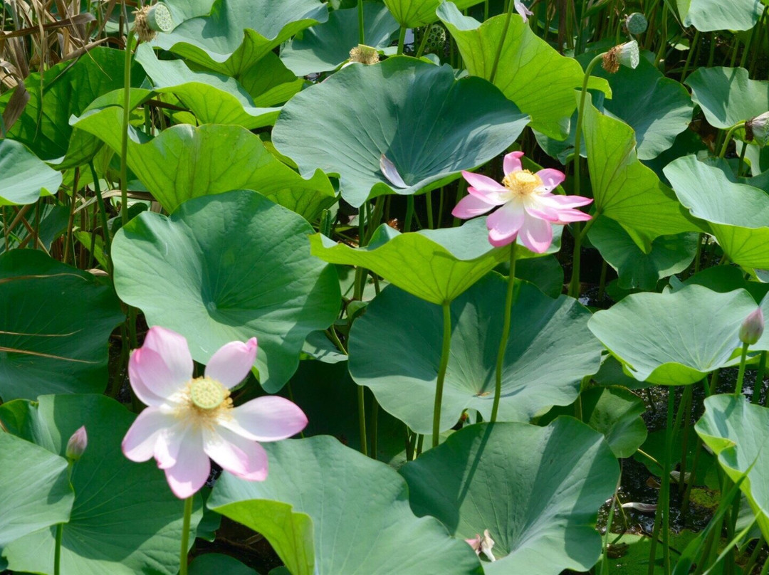 Lotus Valley景点图片