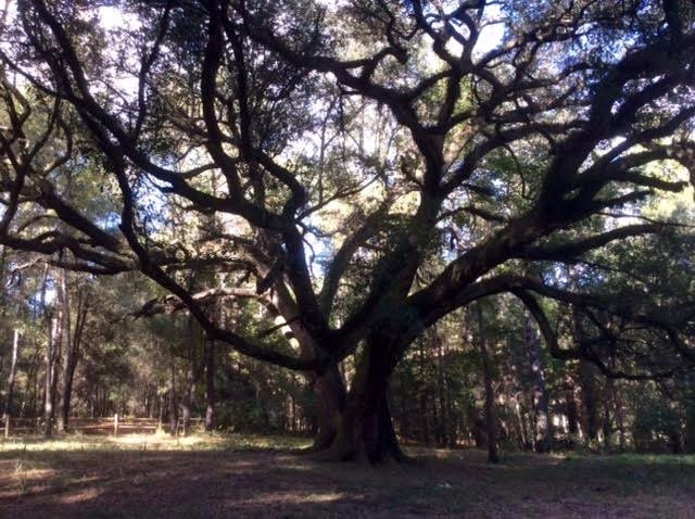 Hinson Conservation and Recreation Area景点图片