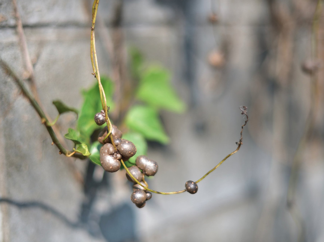 Old Hamamachi Town Reserved Premises-玉野市必去景点