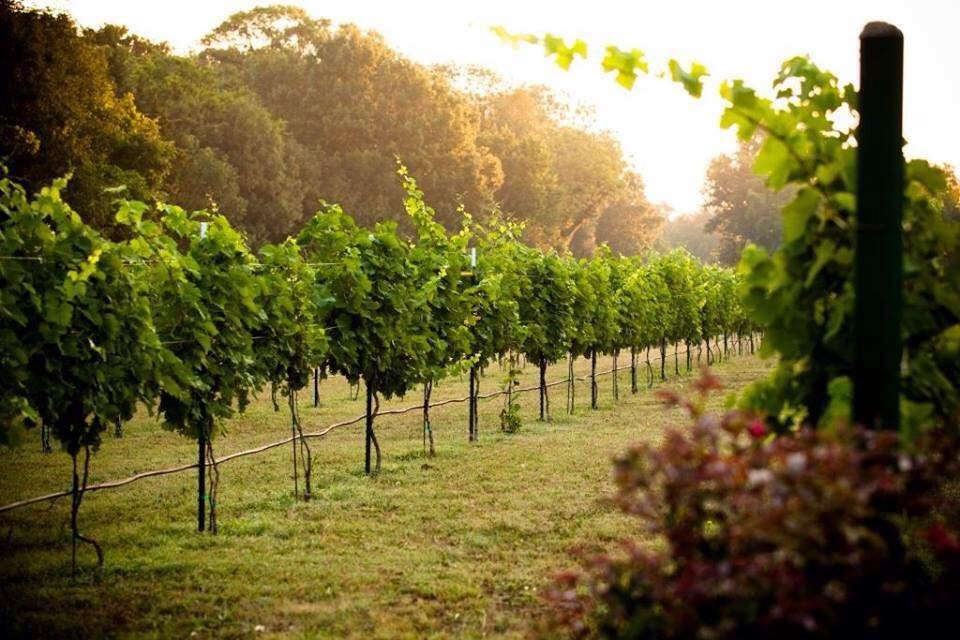 Mitas Hill Vineyard-麦金尼必去景点