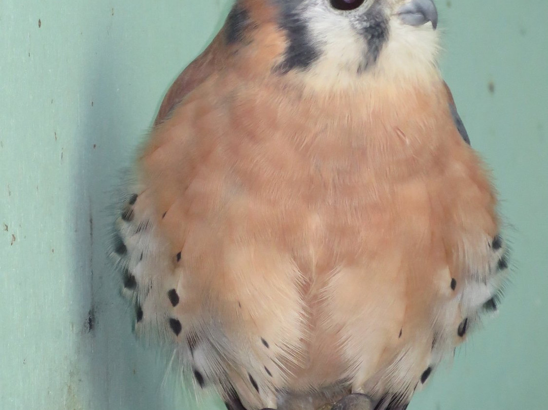 California Raptor Center-戴维斯必去景点