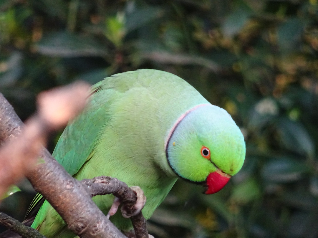 Kinderboerderij Dierendorp景点图片