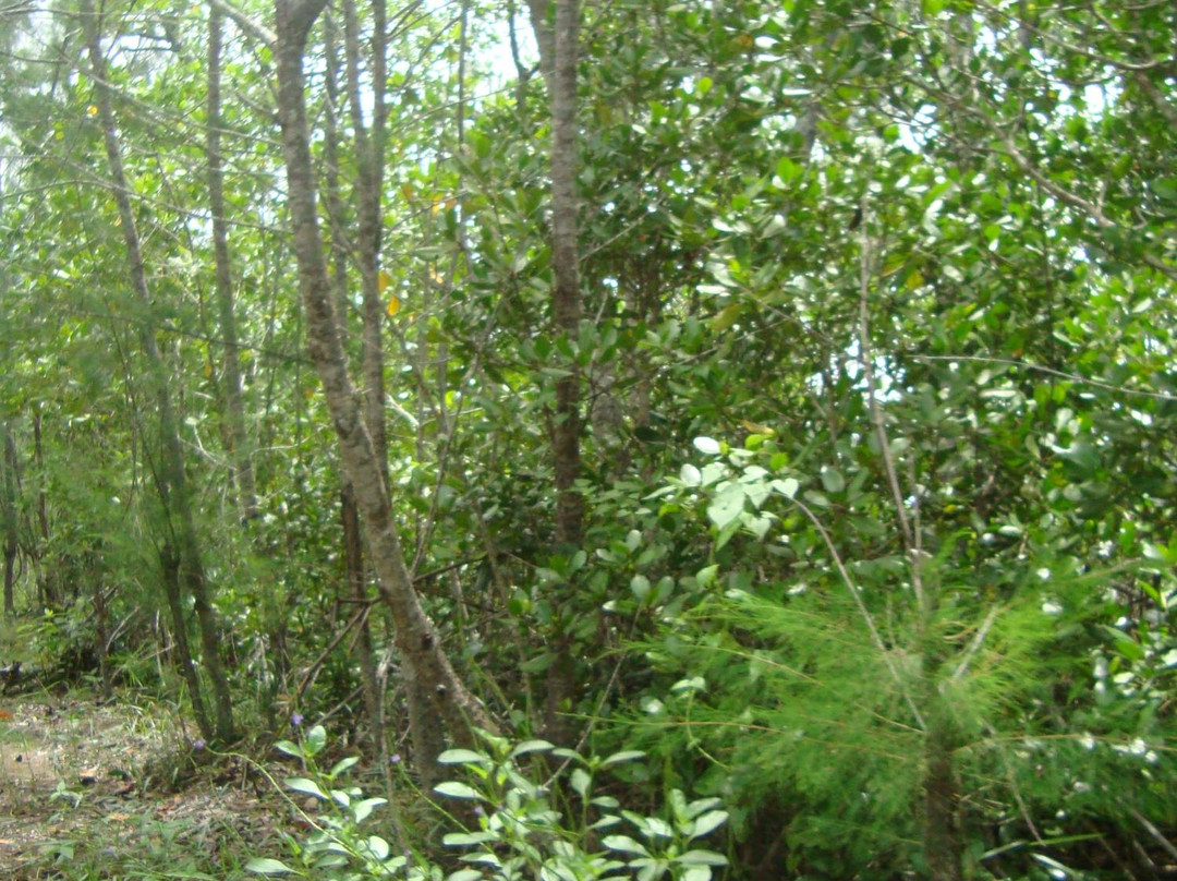 Manusela National Park-Seram Island必去景点