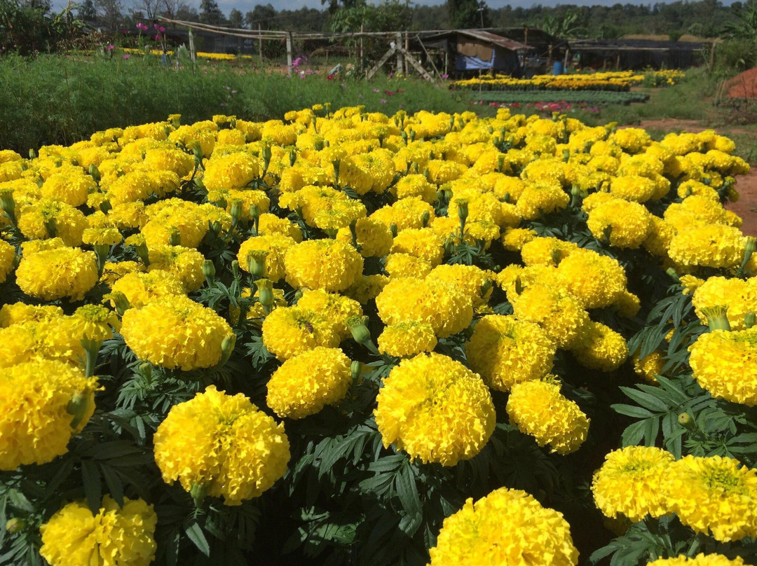 Ban Nong Bong Plant Market景点图片