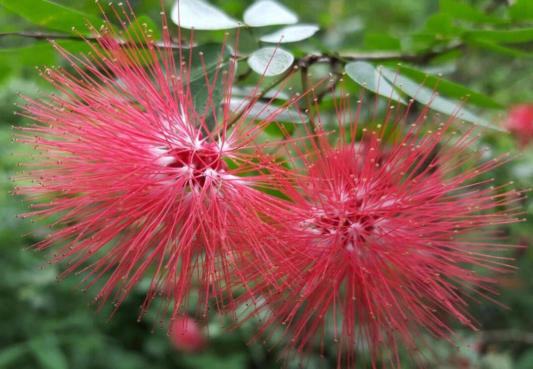 Gita Persada Butterfly Park-班达楠榜必去景点