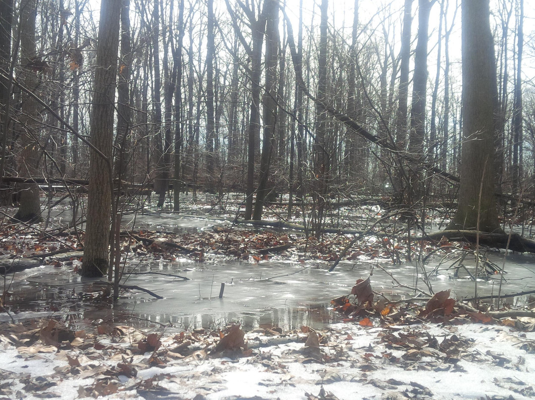 Devonwood Conservation Area-温莎堡必去景点