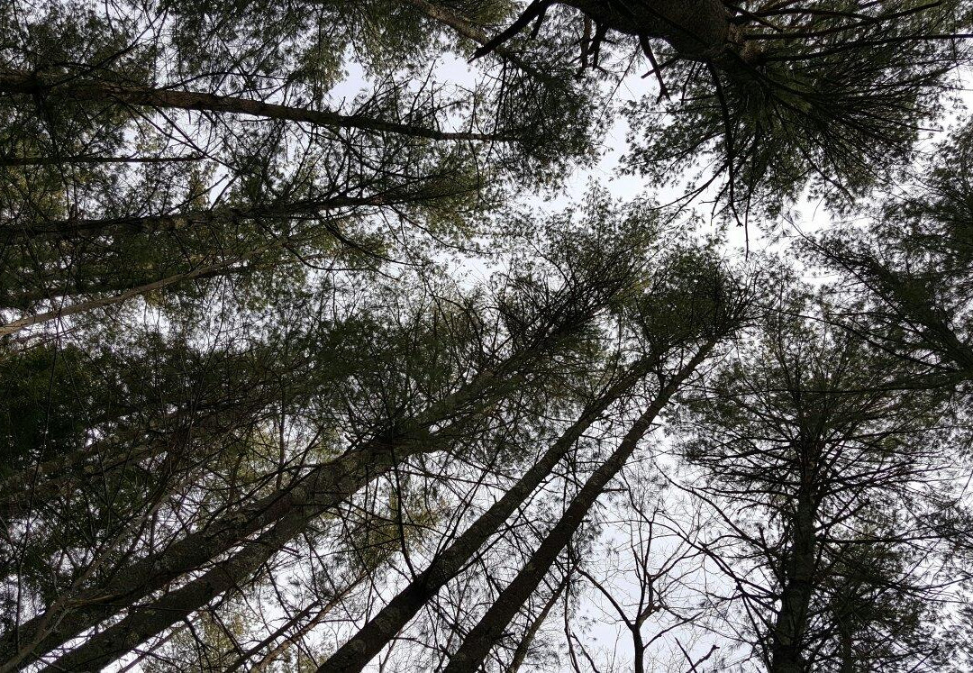 Plaistow Town Forest景点图片