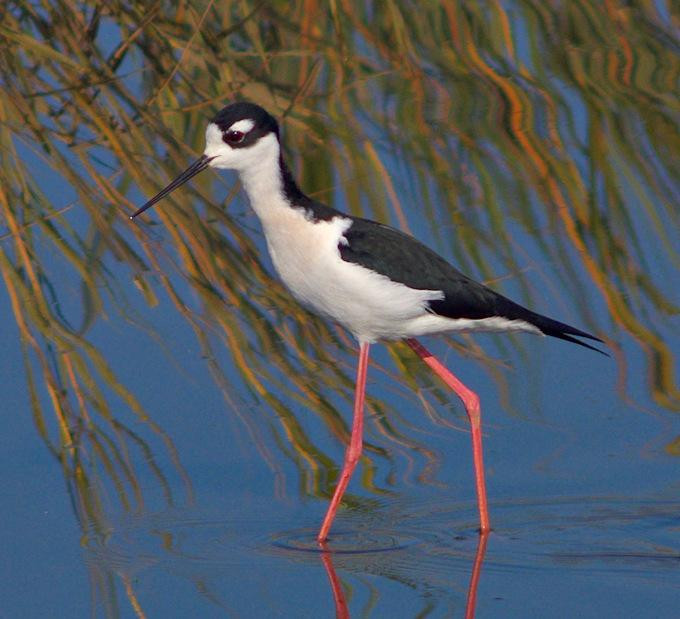 American Canyon Wetlands景点图片