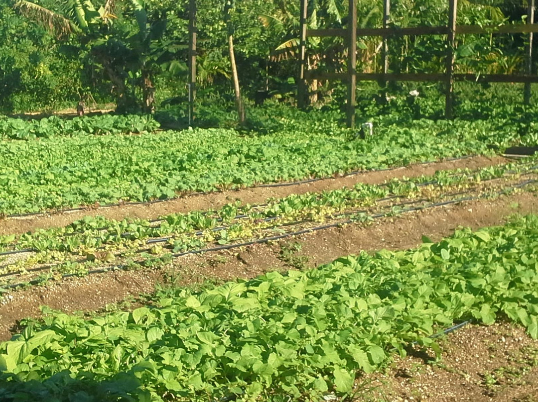 Eleuthera Island Farm-伊柳塞拉必去景点