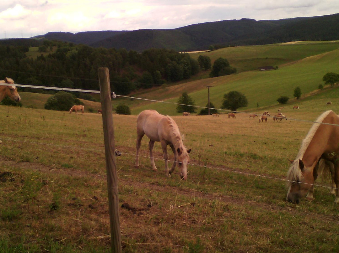 Haflinger Gestüt Meura-Meura必去景点