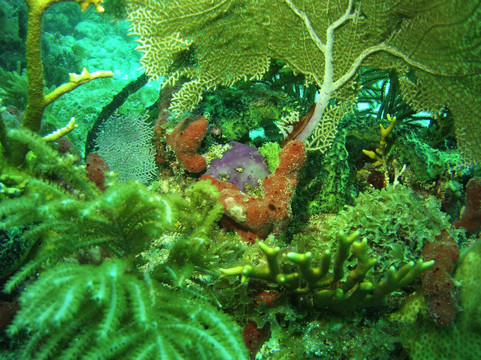 Seamonkey's Scuba Diving-伊斯拉摩拉达必去景点