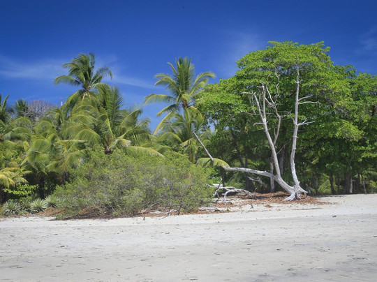 Surfing Costa Rica - Pura Vida-圣特雷莎必去景点