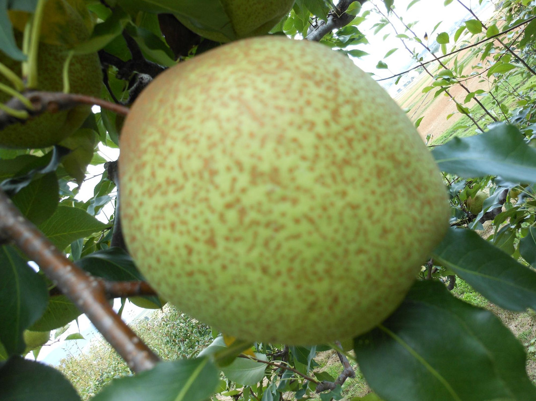 Miharashi Ogihara Fruit Garden-深川市必去景点