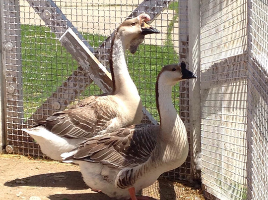 The Lambs Farm-Libertyville必去景点