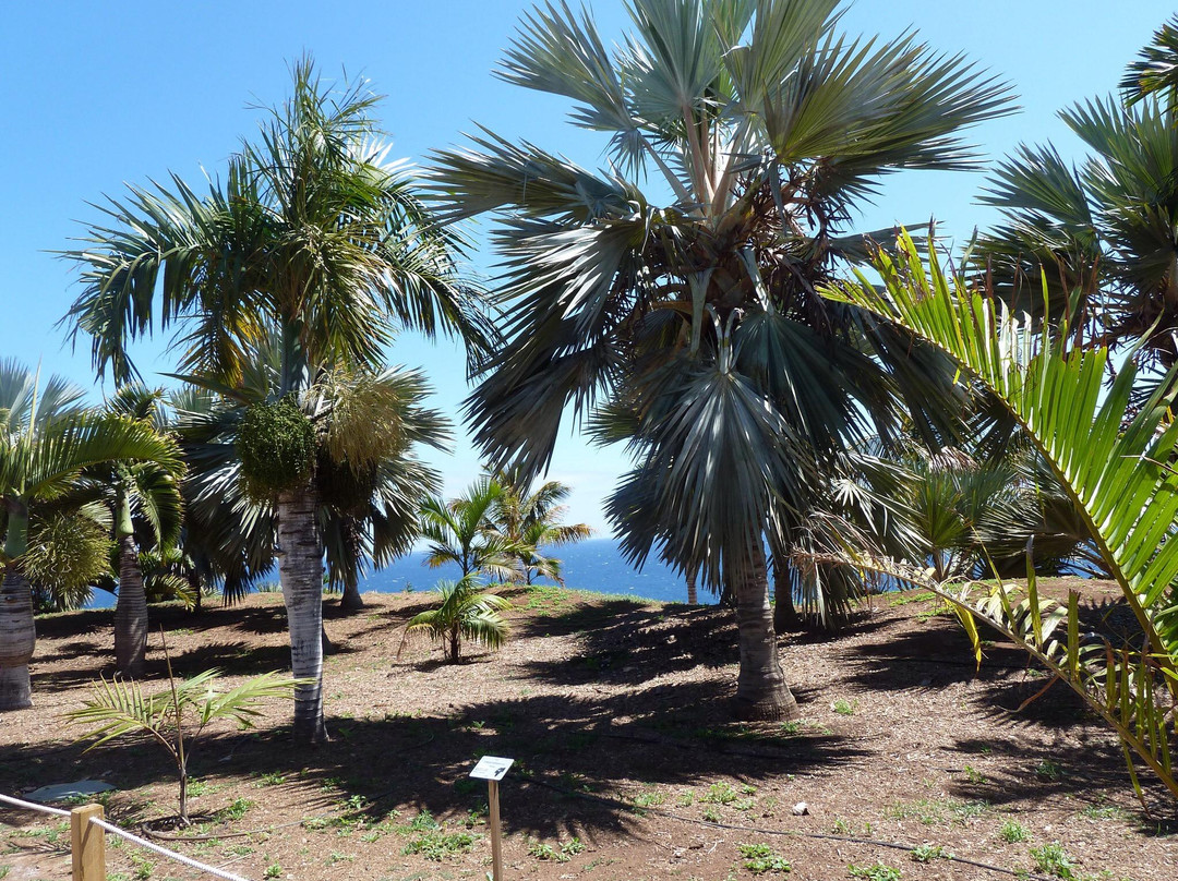 Jardín Botánico del Palmetum景点图片