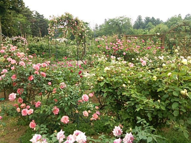 Sakura Kusabue no Oka