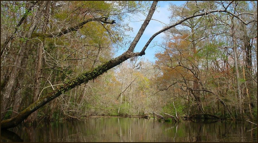 Wambaw Creek Wilderness Canoe Trail景点图片