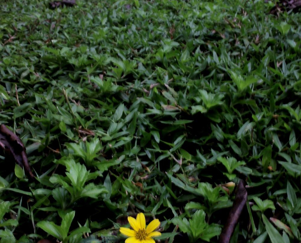 Karang Nini Beach-庞岸达兰必去景点