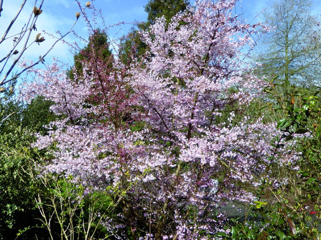 Arboretum Cimetière Parc景点图片