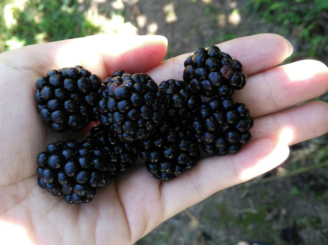 Clyde River Berry Farm景点图片