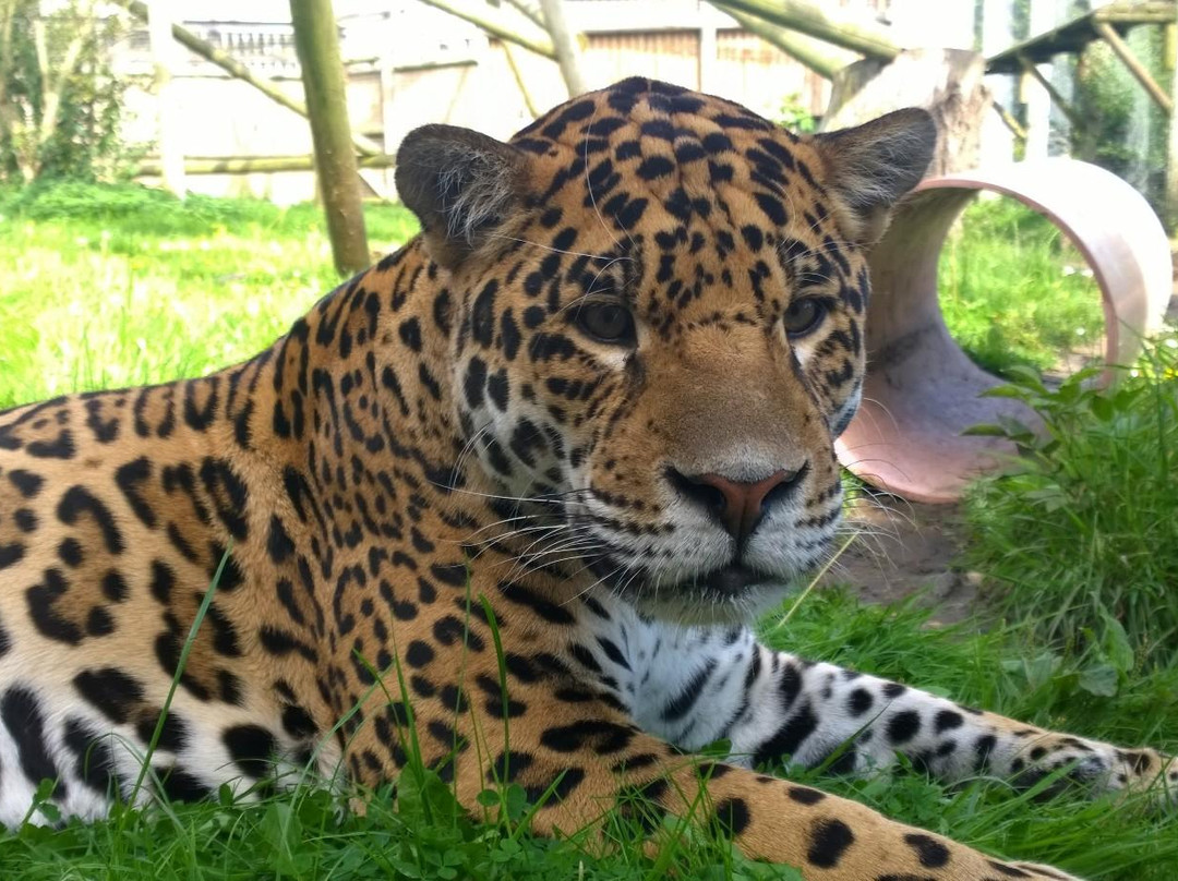 Wingham Wildlife Park景点图片