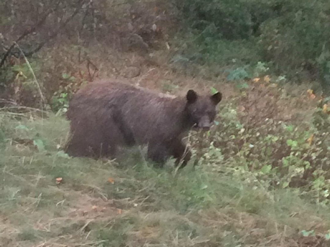 Bear Spirit Lodge主图