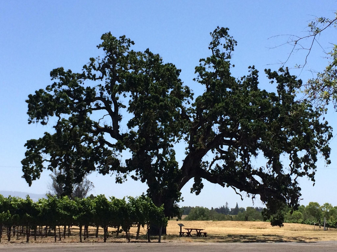 Balletto Vineyards景点图片