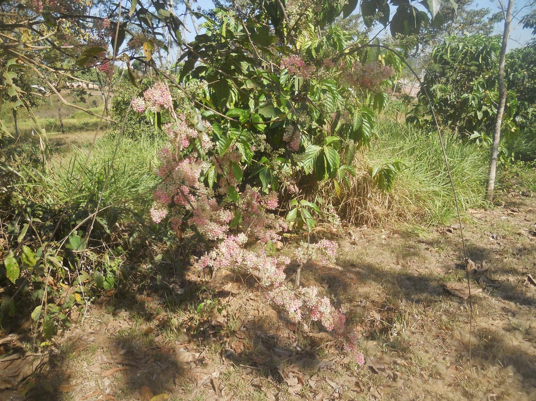 Rio Ji-Parana-Ji-Parana必去景点