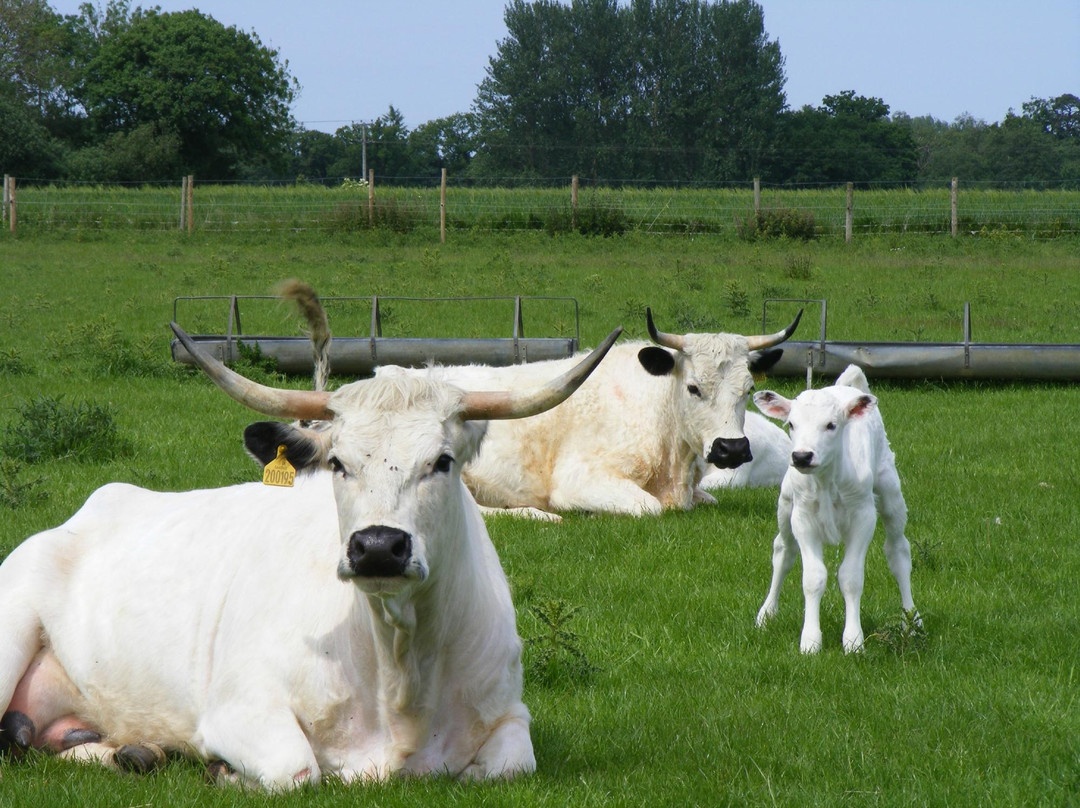 Melsop Farm Park景点图片