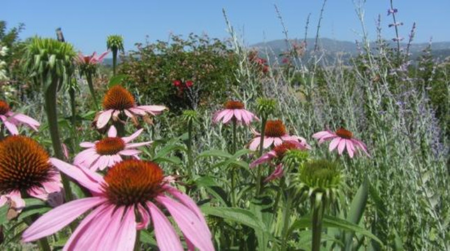 Stonestreet Winery-希尔兹堡必去景点