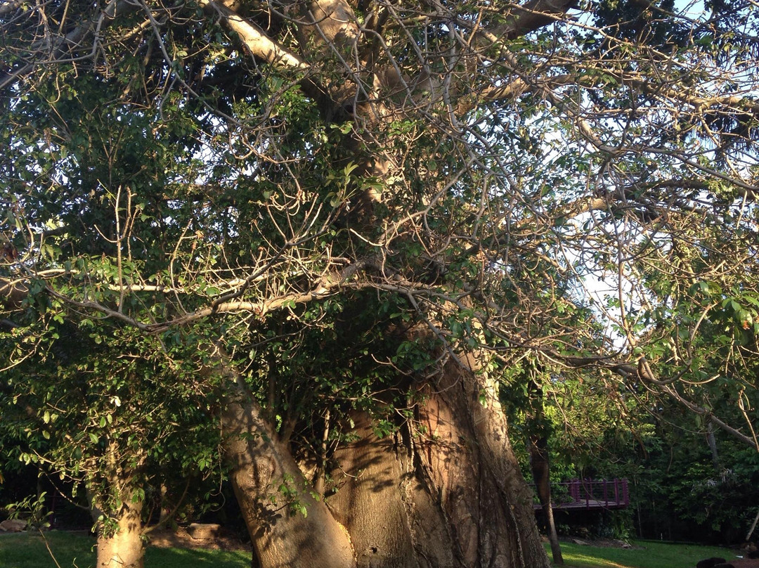 George Brown Darwin Botanic Gardens-达尔文市必去景点
