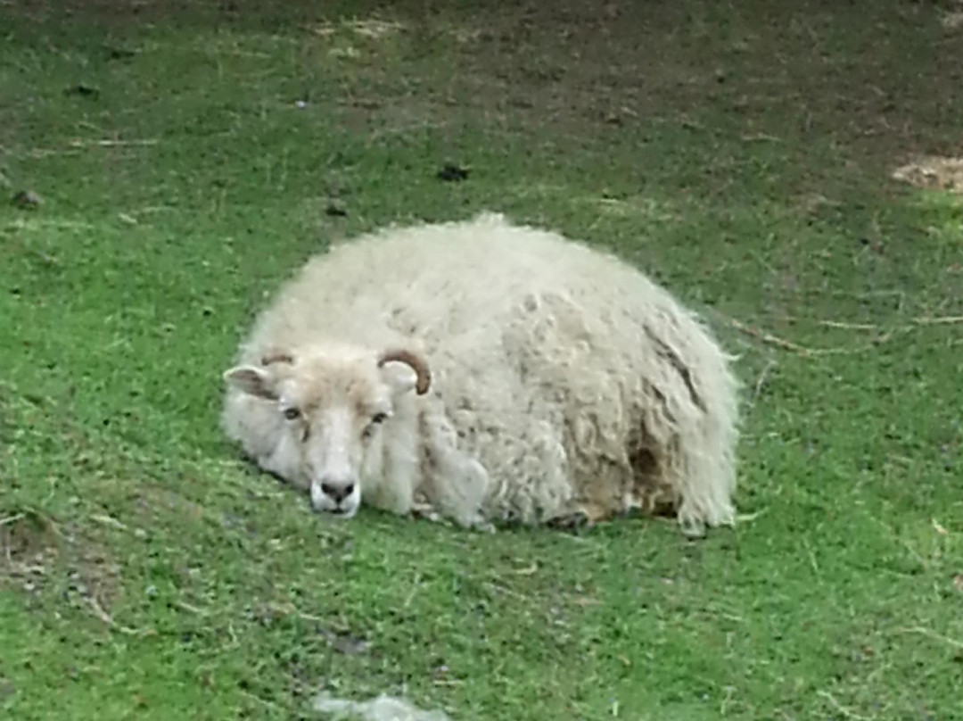 Tierpark Bad Pyrmont-Bad Pyrmont必去景点