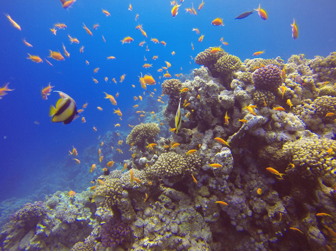 Red Sea Elite Diving-沙姆沙伊赫必去景点