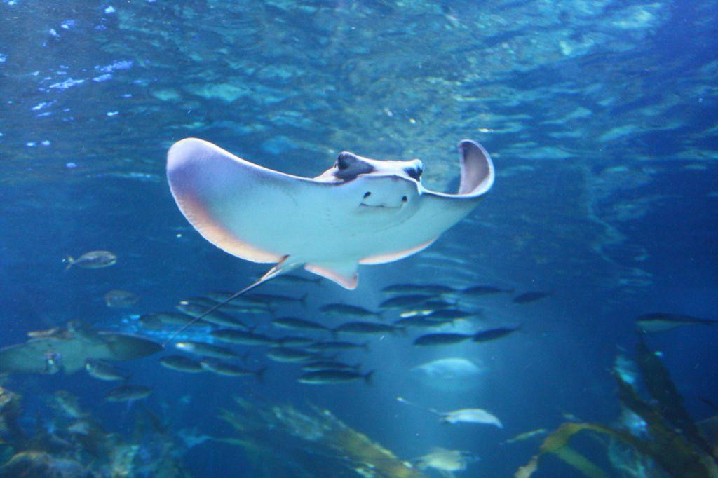 Sea Life Konigswinter-科尼希斯温特必去景点