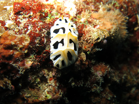 Two Fish Divers Lembongan-蓝梦岛必去景点