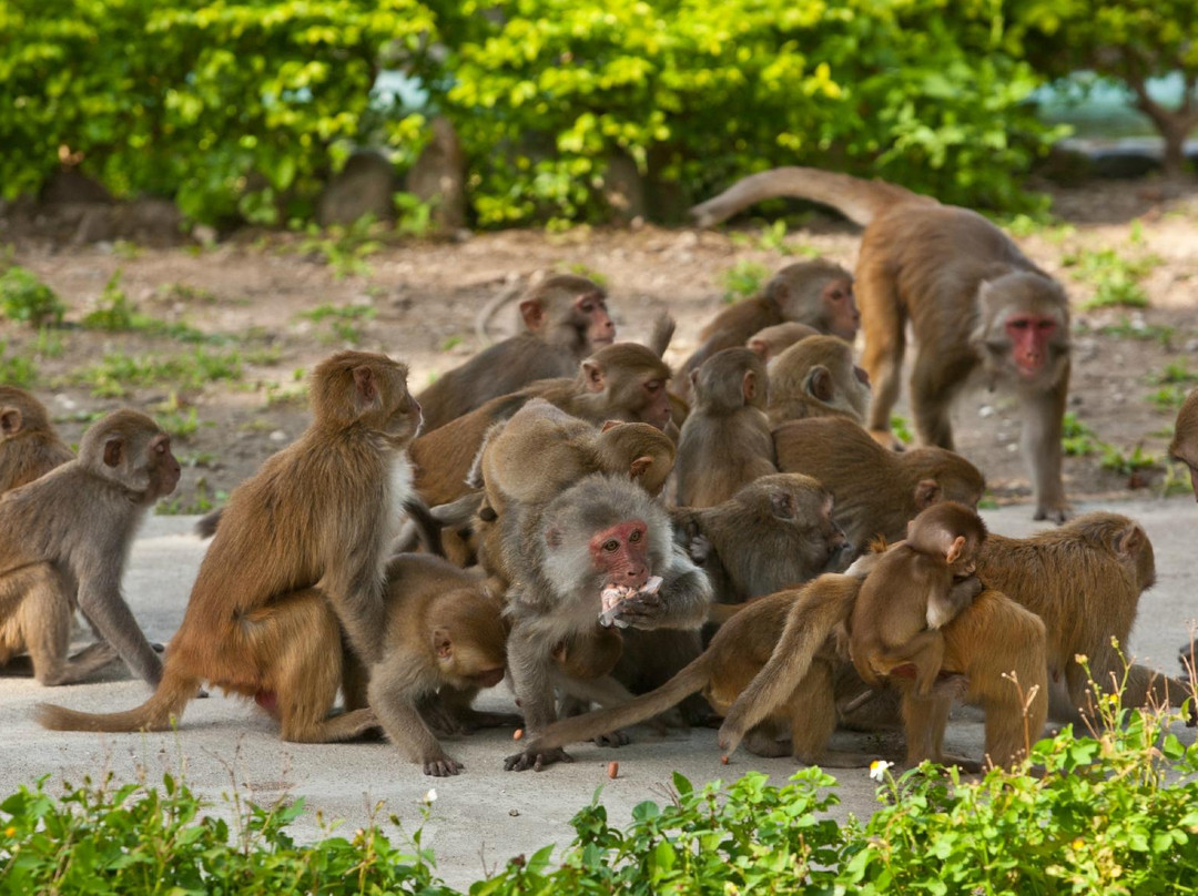 Monkey Island-卡巴必去景点