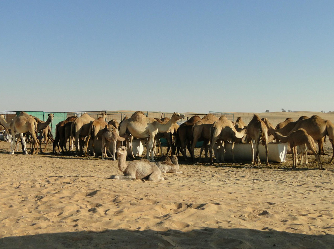 Abu Dhabi Desert Safari-阿布扎比必去景点
