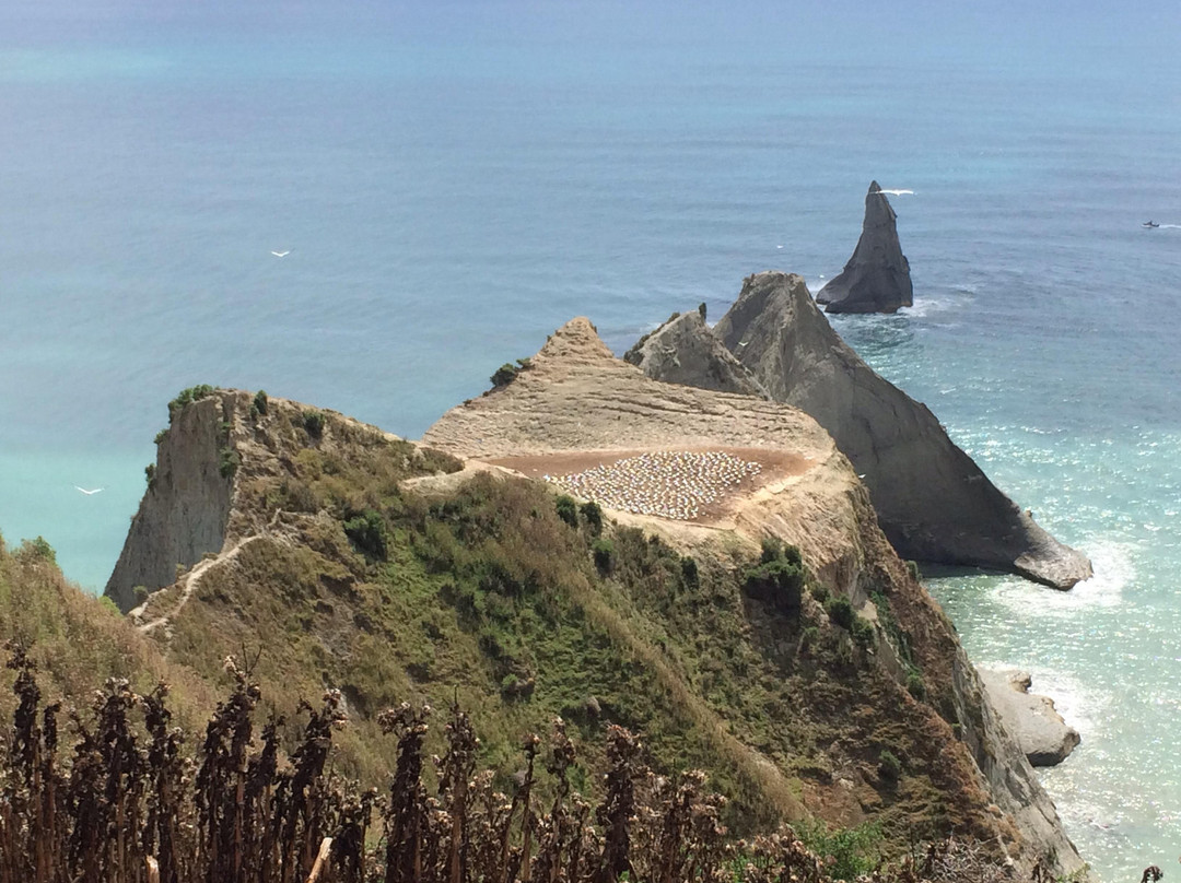 Gannet Safaris Overland-Te Awanga必去景点