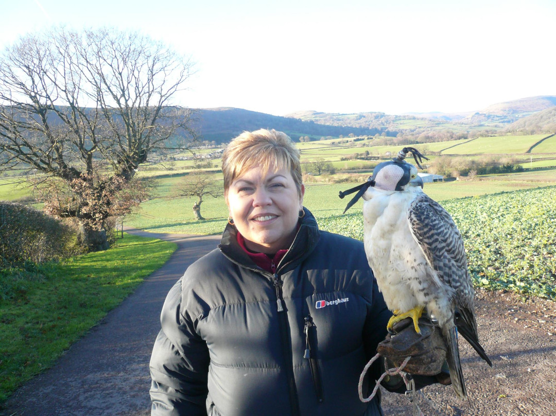 Black Mountains Falconry Centre景点图片