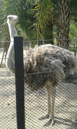 Chainat bird park-猜纳必去景点
