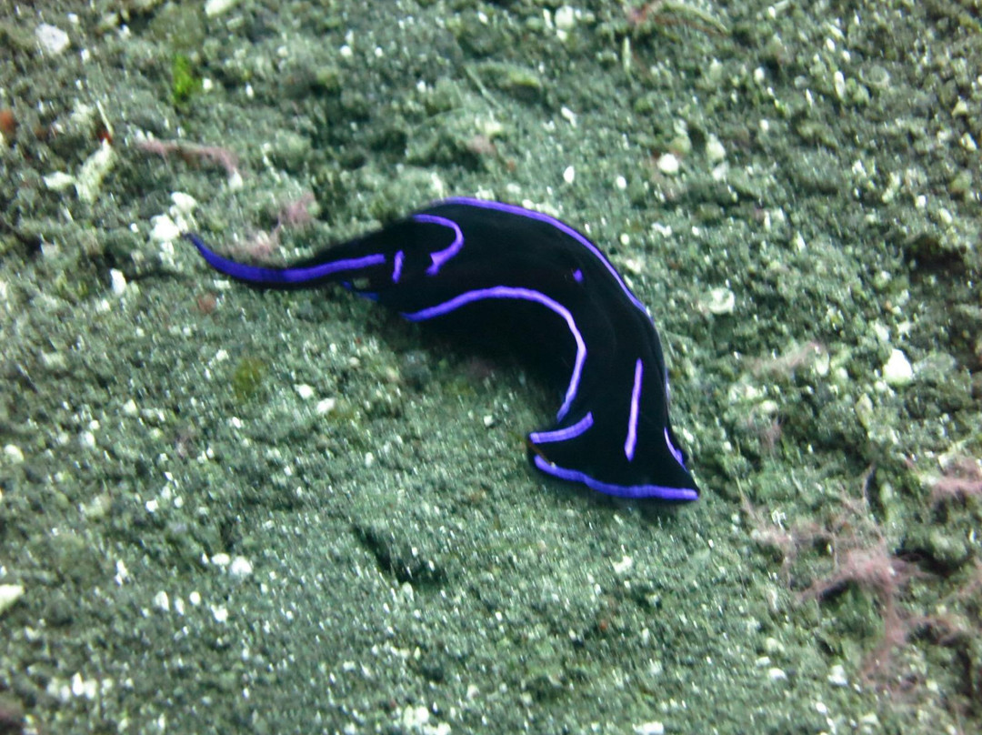 Turtur Dive-沙努尔必去景点